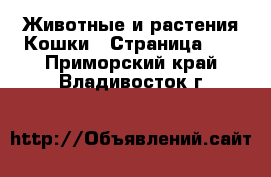 Животные и растения Кошки - Страница 10 . Приморский край,Владивосток г.